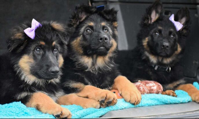 Long Coat German Shepherd Dog Puppies